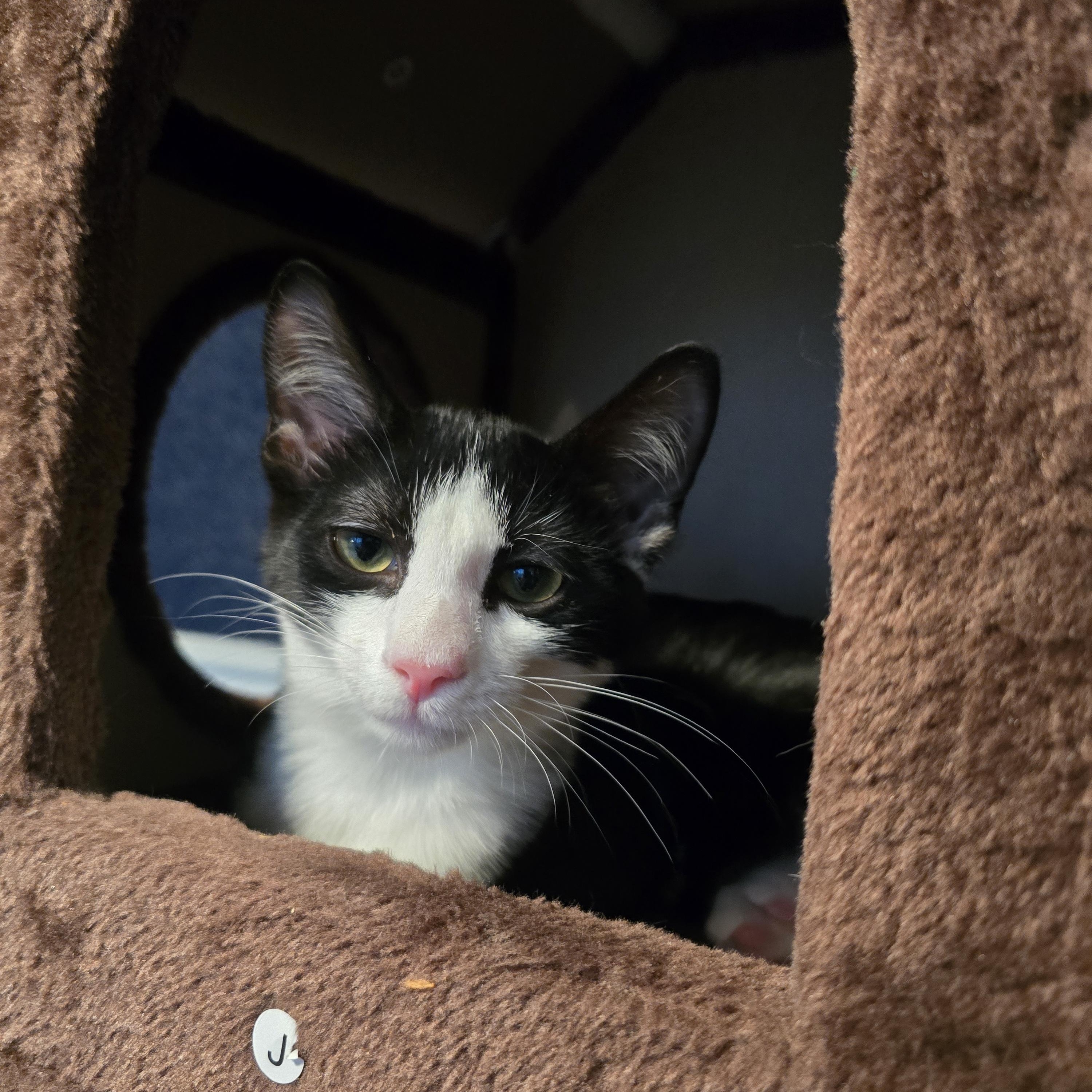 Enlarge Claw Capone, an adoptable Domestic Medium Hair in Lacey, WA image 4/5