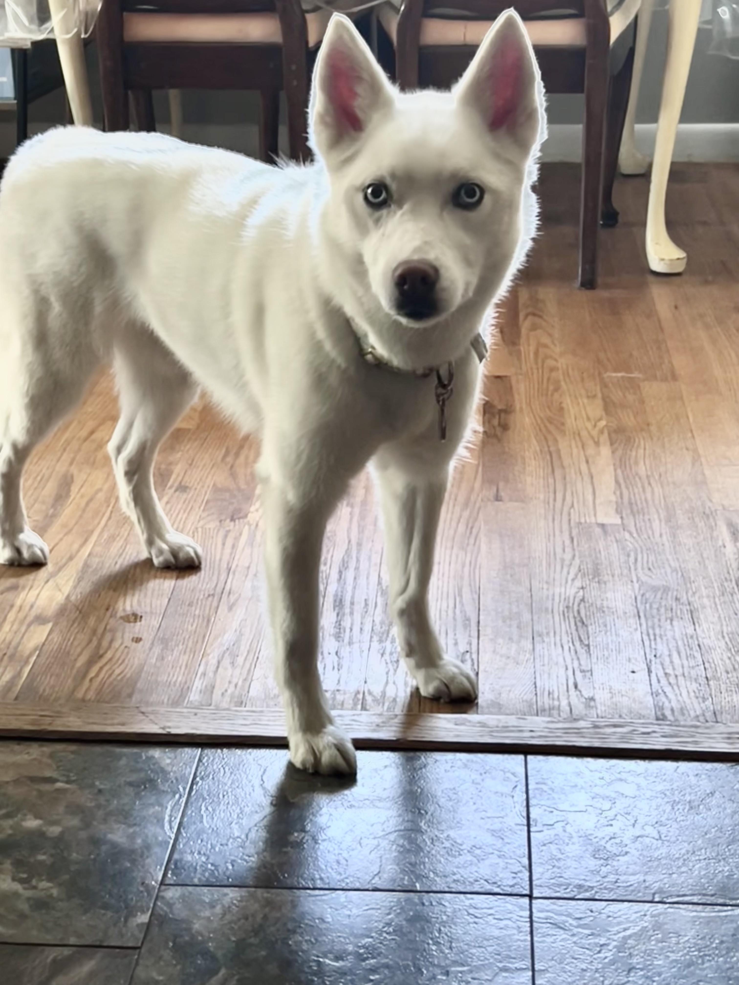 Pony, a ADOPTABLE Siberian Husky in Saginaw, MI image 6/6