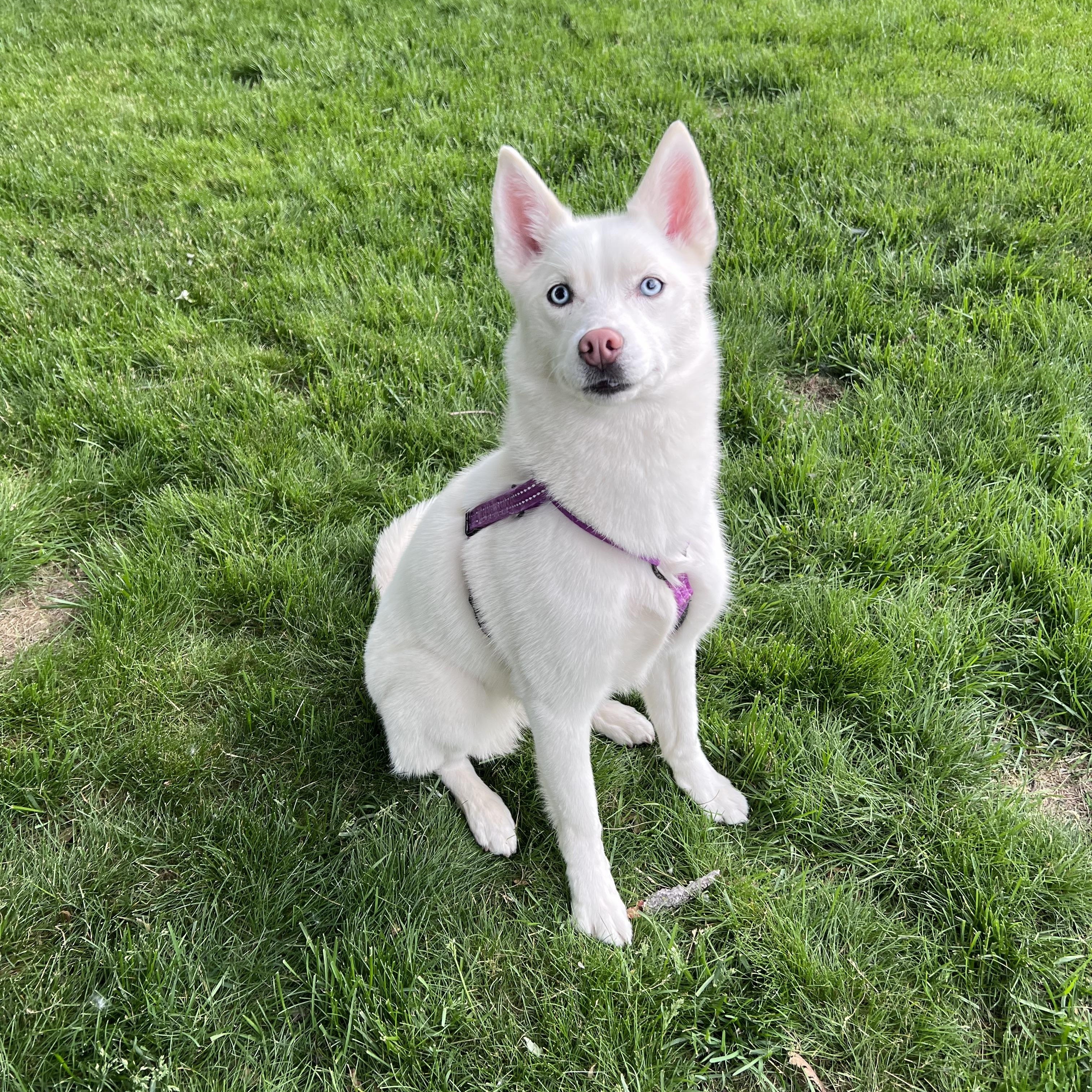 Pony, a ADOPTABLE Siberian Husky in Saginaw, MI image 1/6