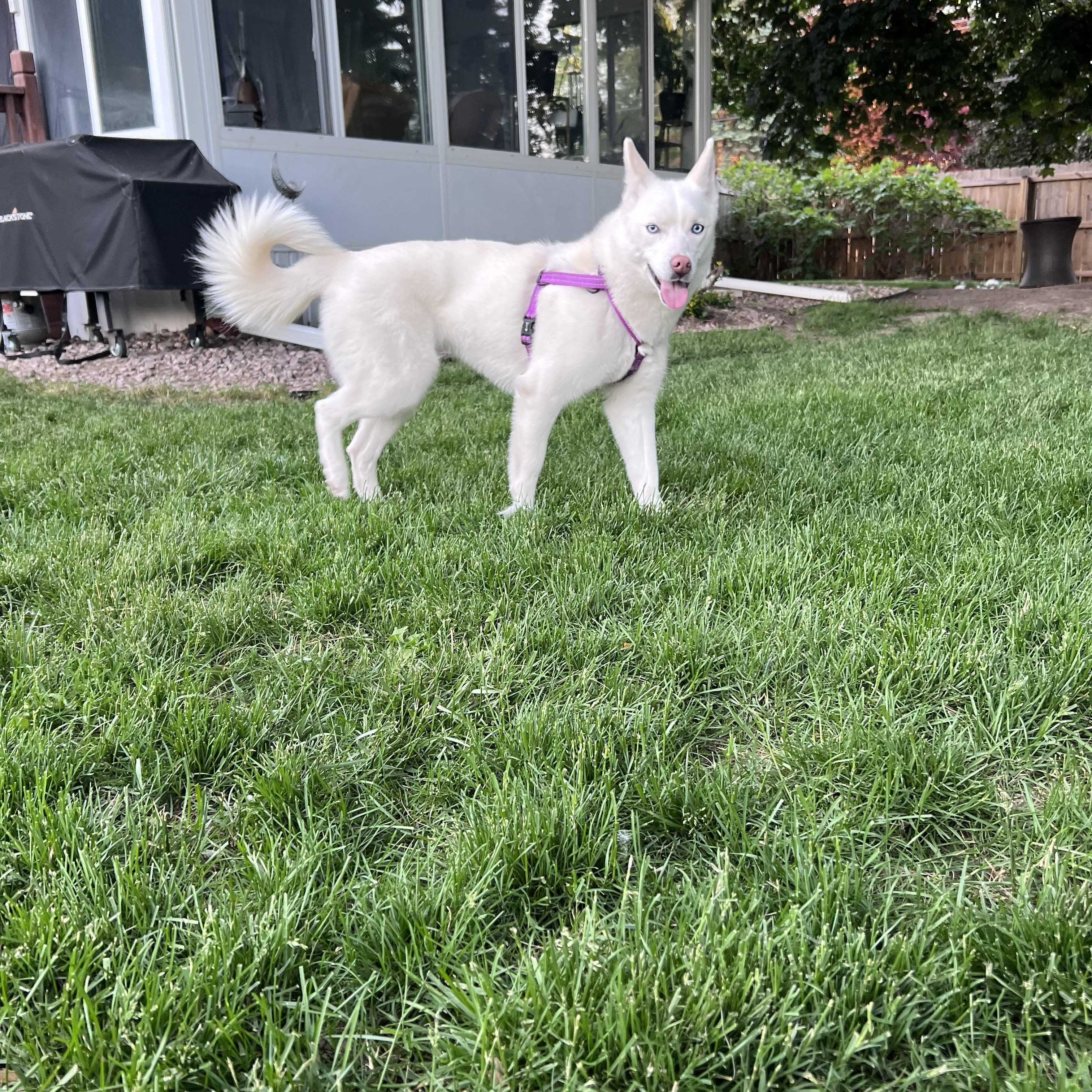 Pony, a ADOPTABLE Siberian Husky in Saginaw, MI image 4/6