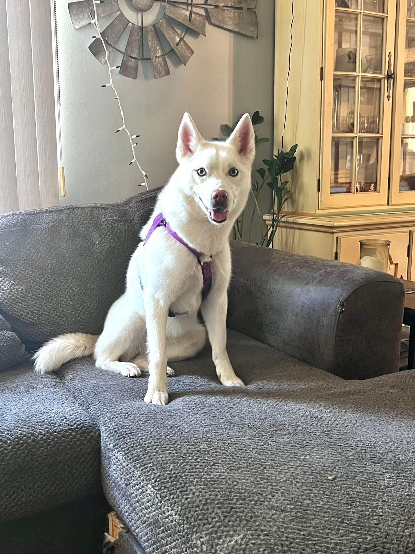 Pony, a ADOPTABLE Siberian Husky in Saginaw, MI image 5/6