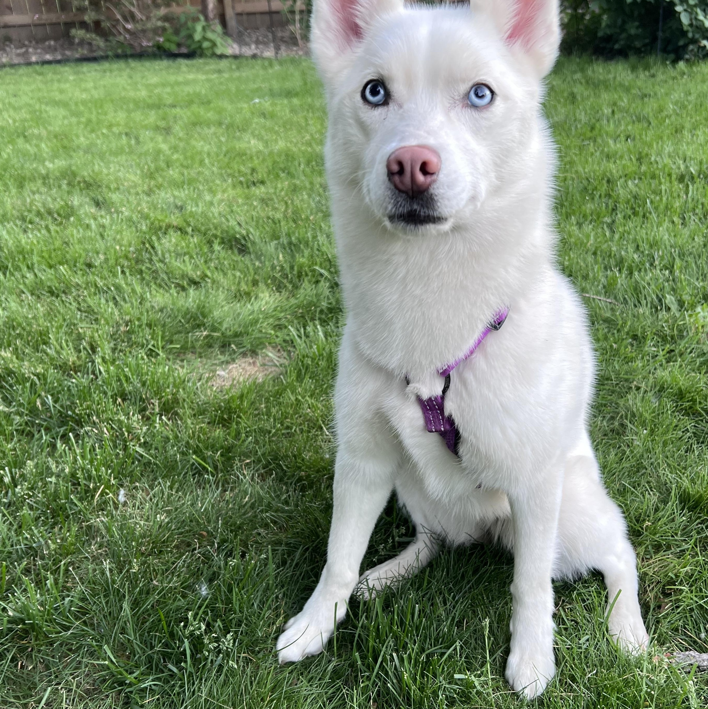 Pony, a ADOPTABLE Siberian Husky in Saginaw, MI image 2/6