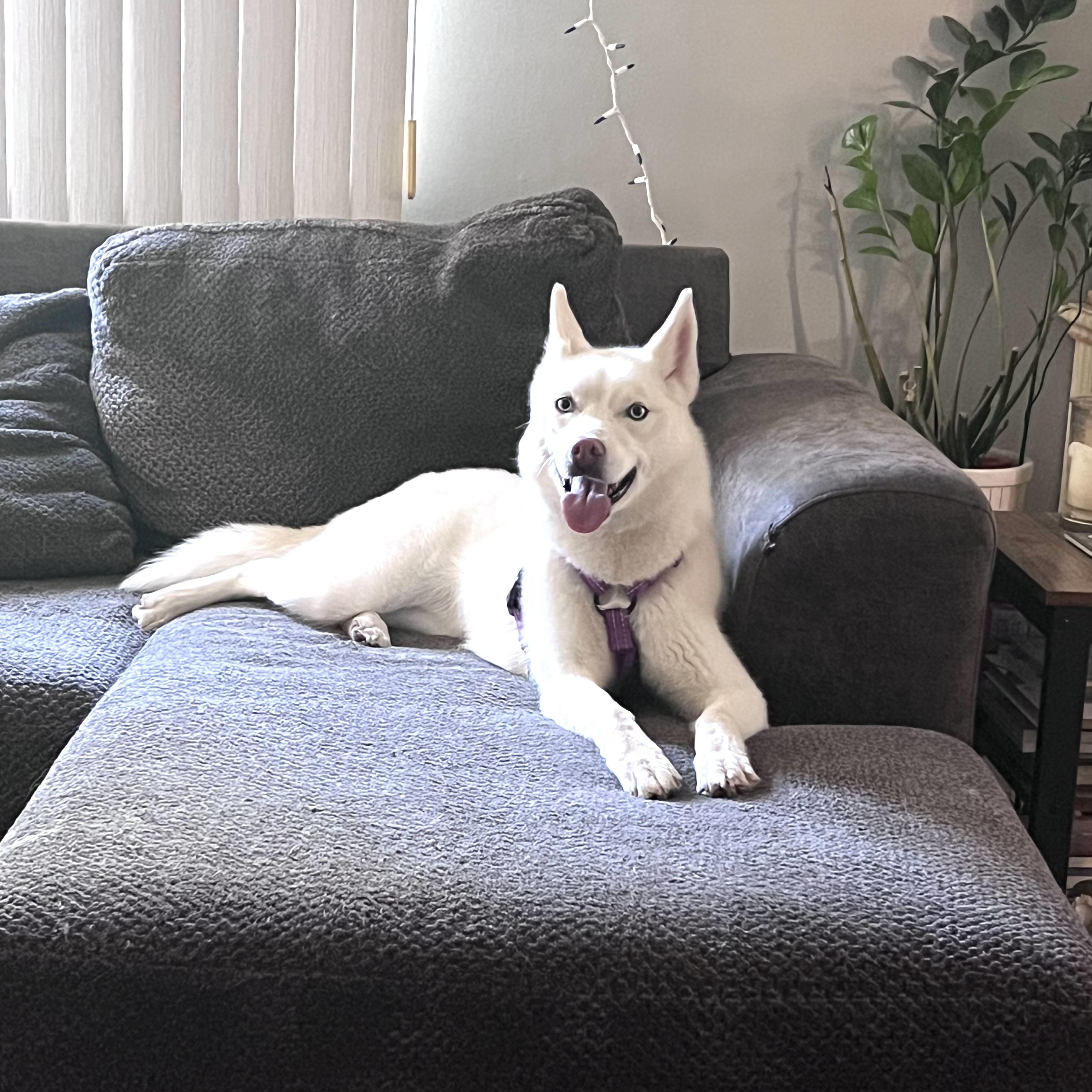 Pony, a ADOPTABLE Siberian Husky in Saginaw, MI image 3/6
