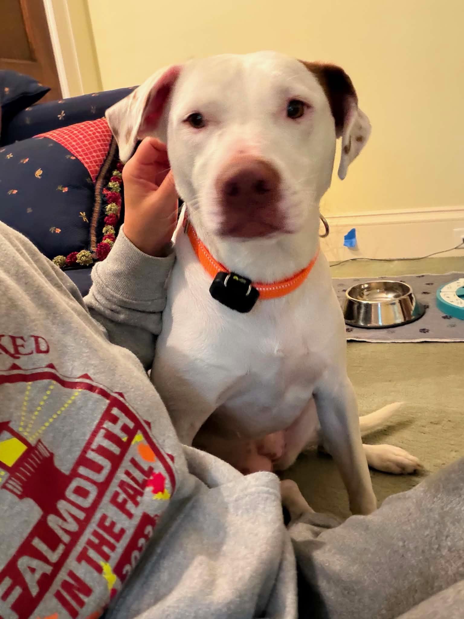 Ellie - Local Lady Good with kids and dogs, Adoptable, Young Female Dalmatian & Labrador Retriever.