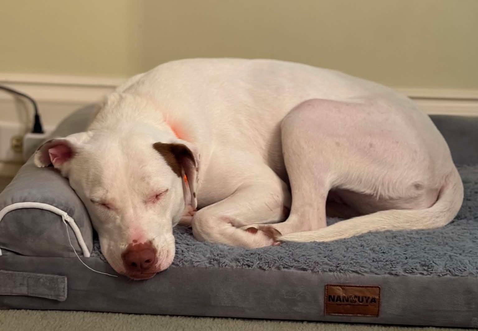 Enlarge Ellie - Local Lady Good with kids and dogs, a Adoptable mixed breed in Andover, MA image 3/6