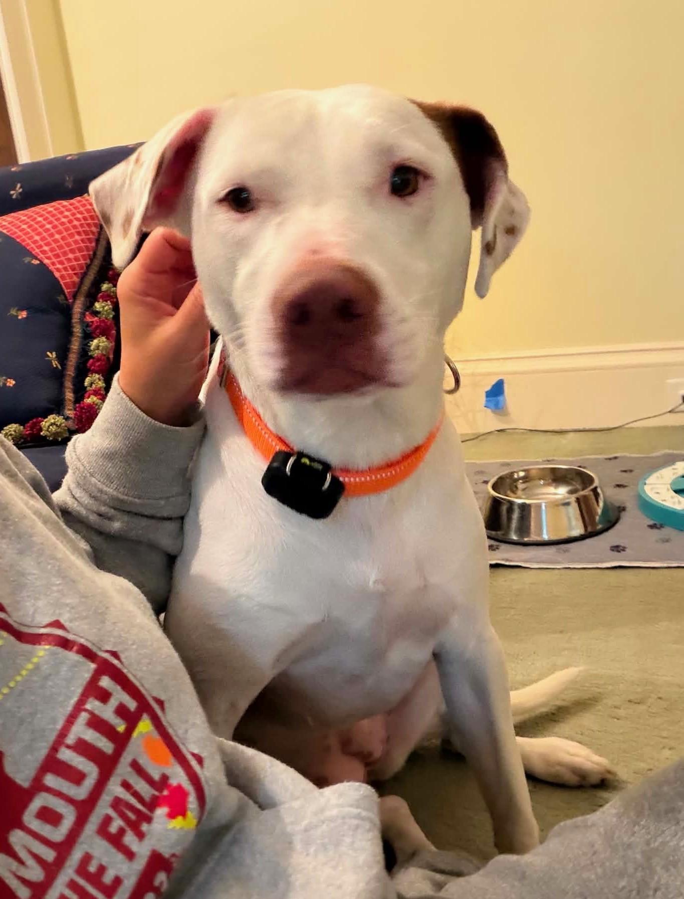 Enlarge Ellie - Local Lady Good with kids and dogs, a Adoptable mixed breed in Andover, MA image 2/6