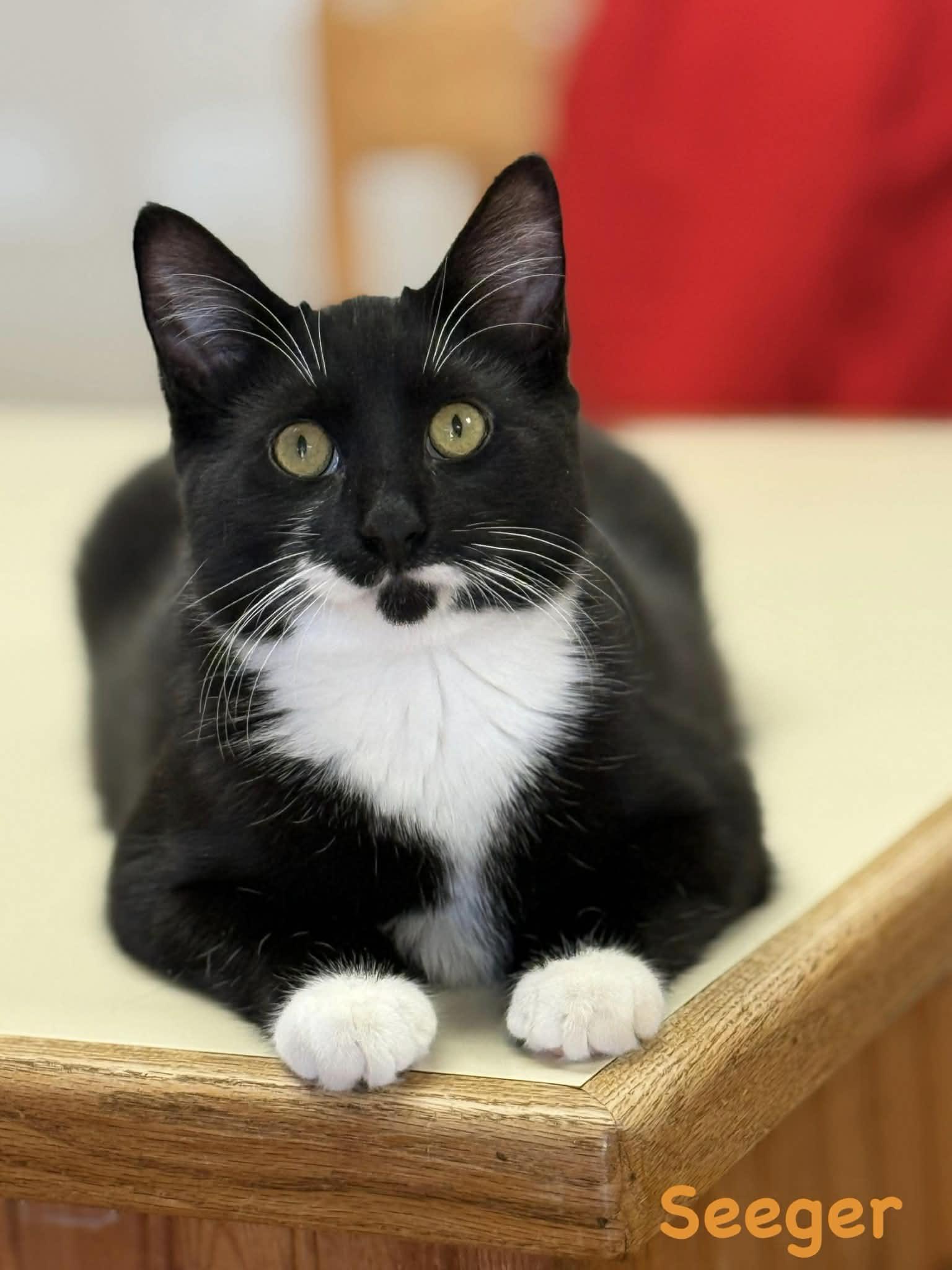 Enlarge Seeger , a ADOPTABLE Domestic Short Hair in Vinton, IA image 1/1