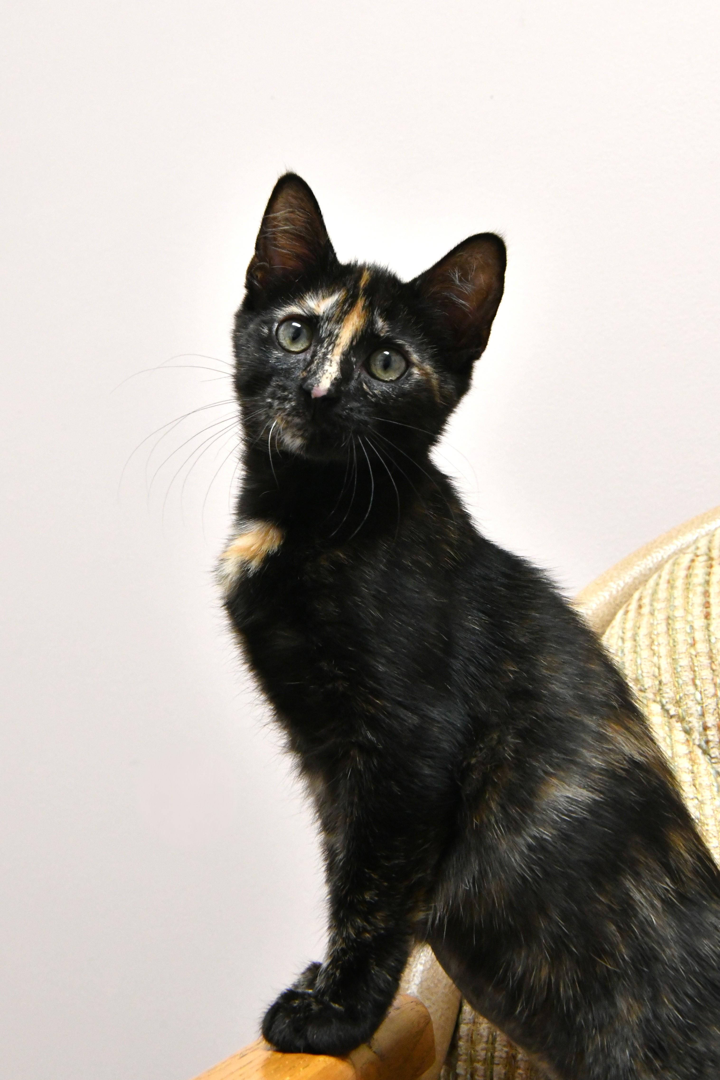 Spinach, ADOPTABLE, Young Female Domestic Short Hair.