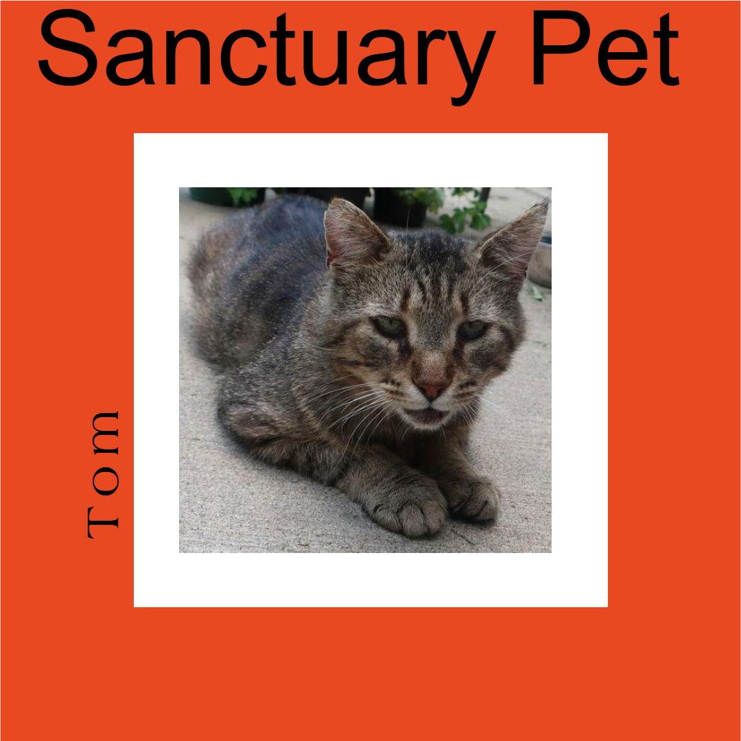 Tom, Adoptable, Senior Male Domestic Long Hair & Tiger.