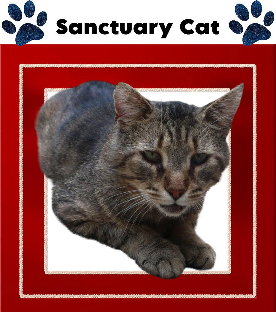 Enlarge Tom, a Adoptable mixed breed in Cuba, NY image 1/1