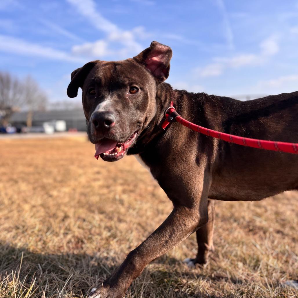 Brave Little Toaster, Adoptable, Adult Male Mixed Breed.
