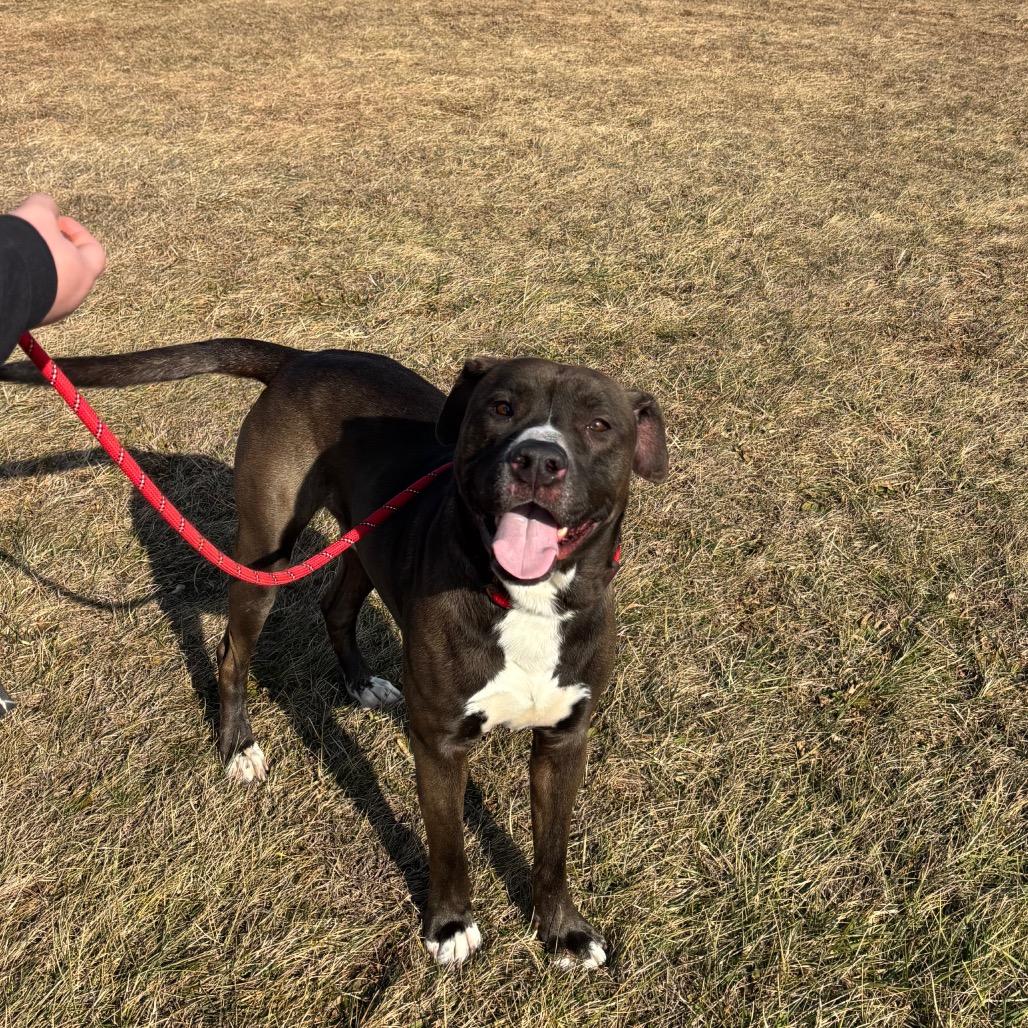 Enlarge Brave Little Toaster, a Adoptable Mixed Breed in York, PA image 2/6