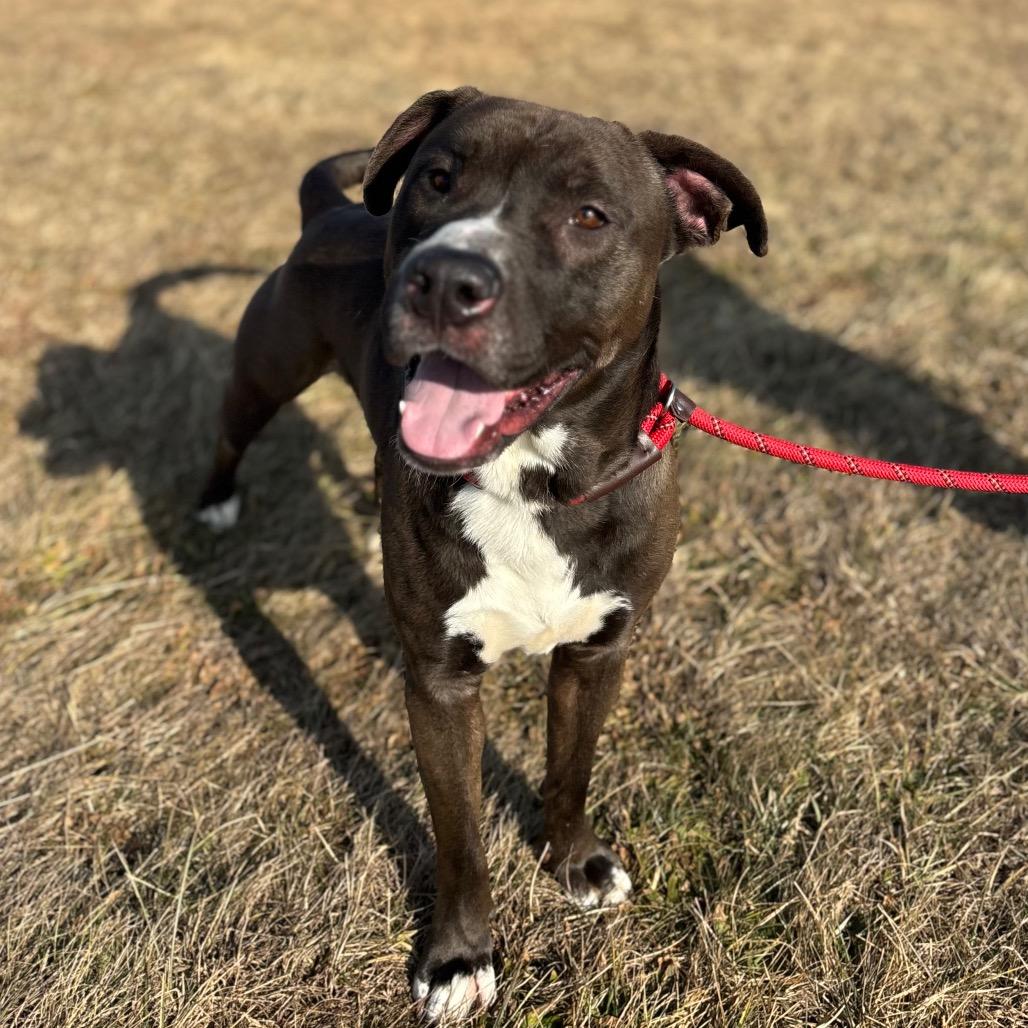 Enlarge Brave Little Toaster, a Adoptable Mixed Breed in York, PA image 3/6