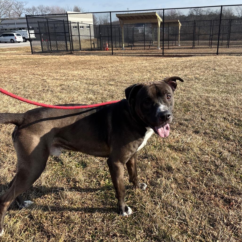 Enlarge Brave Little Toaster, a Adoptable Mixed Breed in York, PA image 4/6