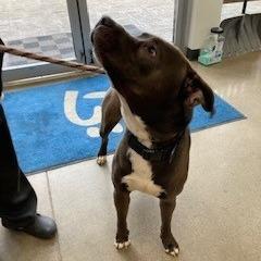 Enlarge Brave Little Toaster, a Adoptable Mixed Breed in York, PA image 5/6