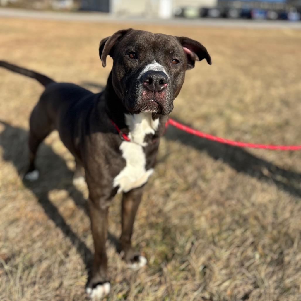 Enlarge Brave Little Toaster, a Adoptable Mixed Breed in York, PA image 6/6