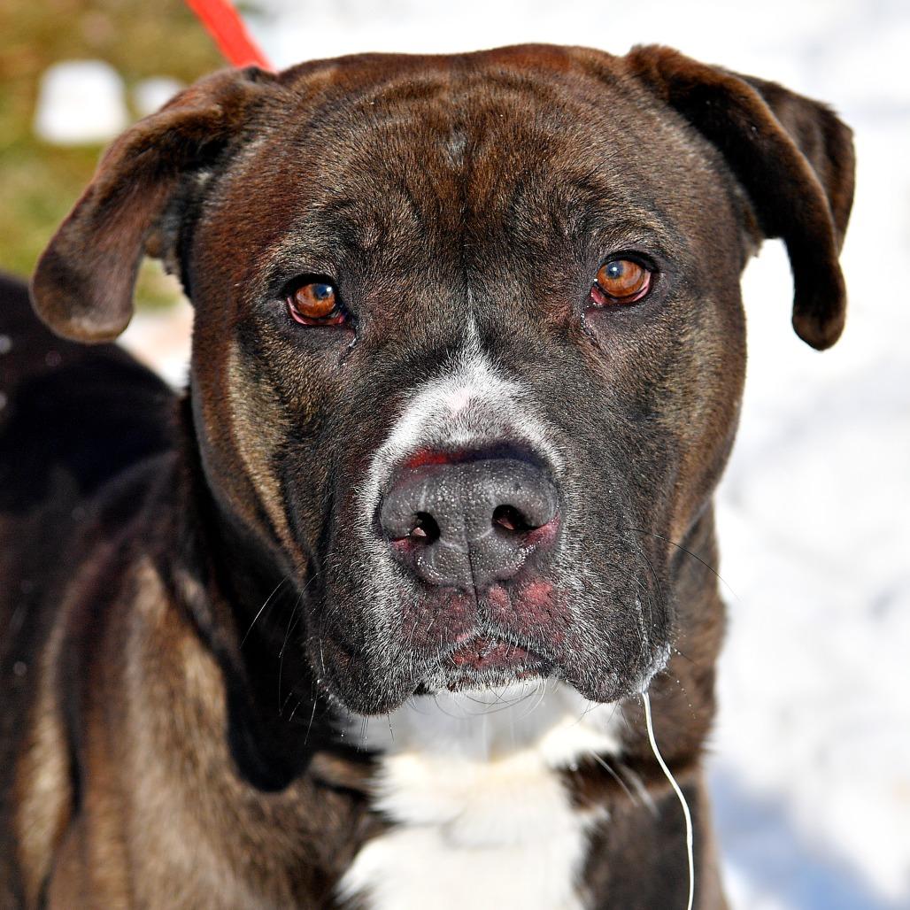 Enlarge Brave Little Toaster, a Adoptable Mixed Breed in York, PA image 6/6