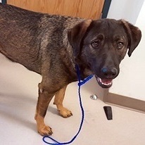 Sable, Adopted, Adult Female Shepherd.