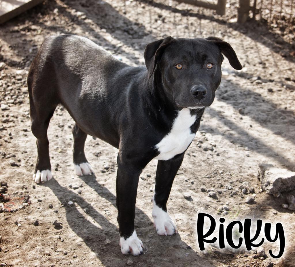 Ricky, Adoptable, Young Male Pit Bull Terrier & Affenpinscher.
