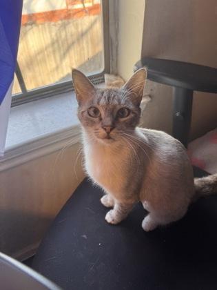 Prue (161059) (In a foster home), adopted, Young Female Domestic Short Hair.