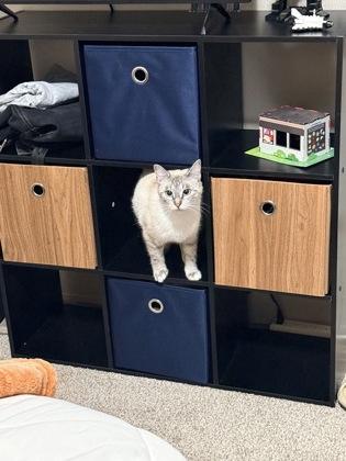 Enlarge Prue (161059) (In a foster home), an adopted Domestic Short Hair in Baton Rouge, LA image 2/5