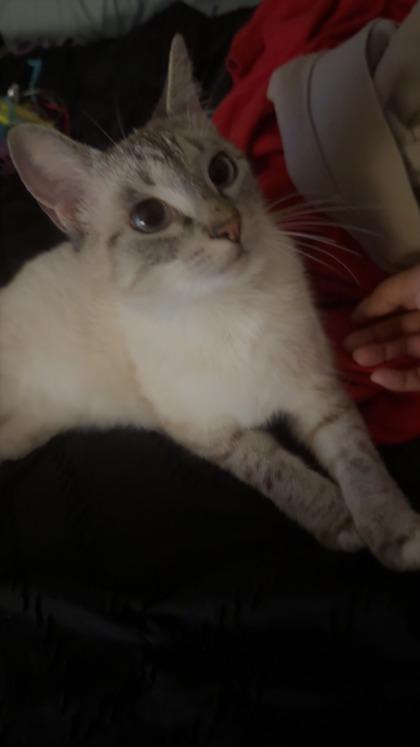 Enlarge Prue (161059) (In a foster home), an adopted Domestic Short Hair in Baton Rouge, LA image 3/5