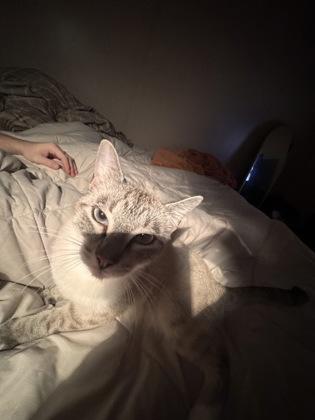 Enlarge Prue (161059) (In a foster home), an adopted Domestic Short Hair in Baton Rouge, LA image 5/5