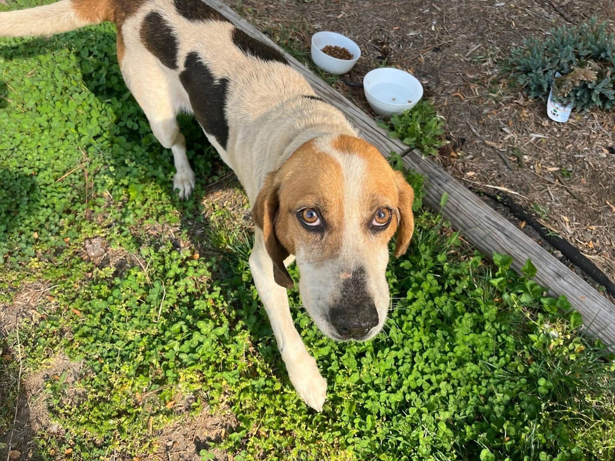 LAFAYETTE, ADOPTABLE, Adult Male American Foxhound & Beagle.