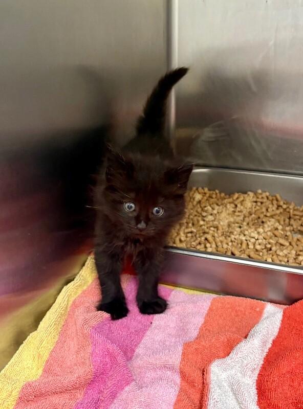 Fluff Puff, Adoptable, Young Female Domestic Medium Hair.