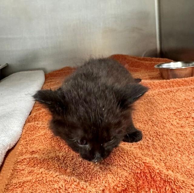 Fluff Puff, a Adoptable Domestic Medium Hair in Providence Forge, VA image 2/3