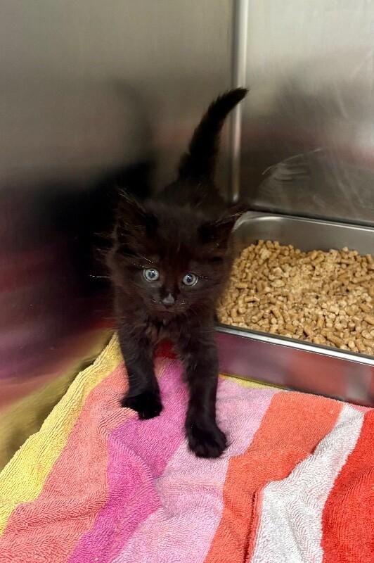 Fluff Puff, a Adoptable Domestic Medium Hair in Providence Forge, VA image 3/3