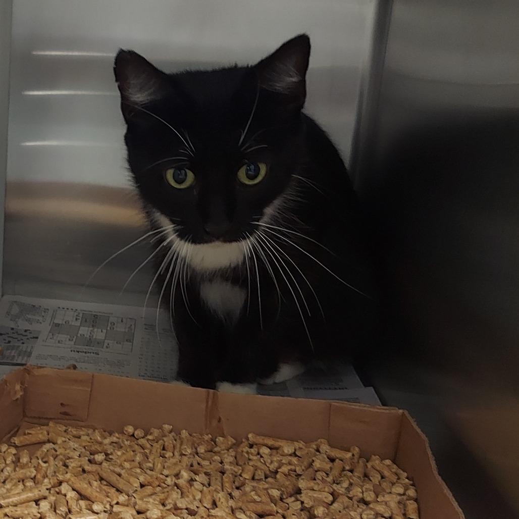 Polly Pocket, Adoptable, Adult Female Domestic Short Hair.