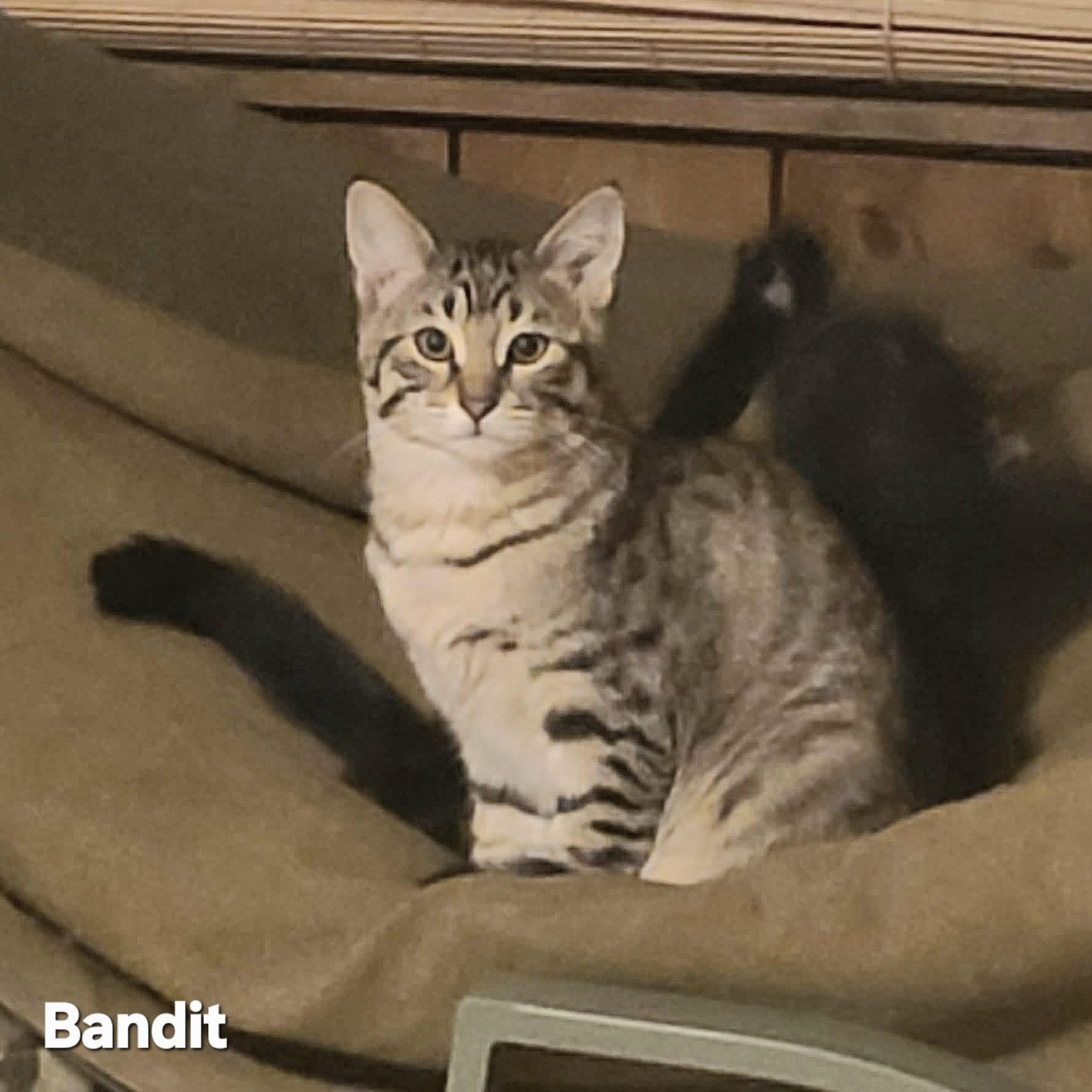Enlarge BANDIT , an adopted mixed breed in Fletcher, OK image 5/6