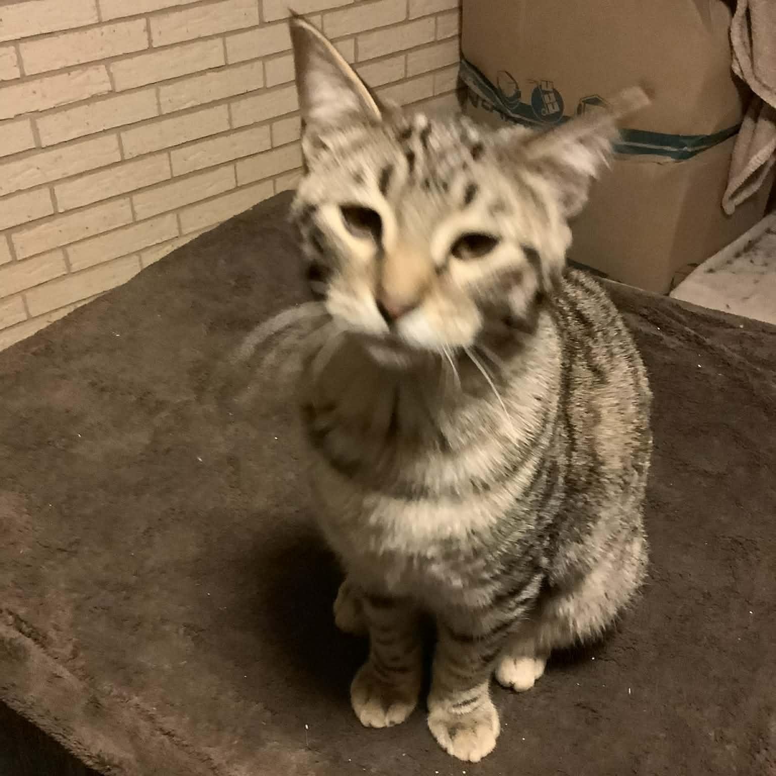 Enlarge BANDIT , an adopted mixed breed in Fletcher, OK image 3/6