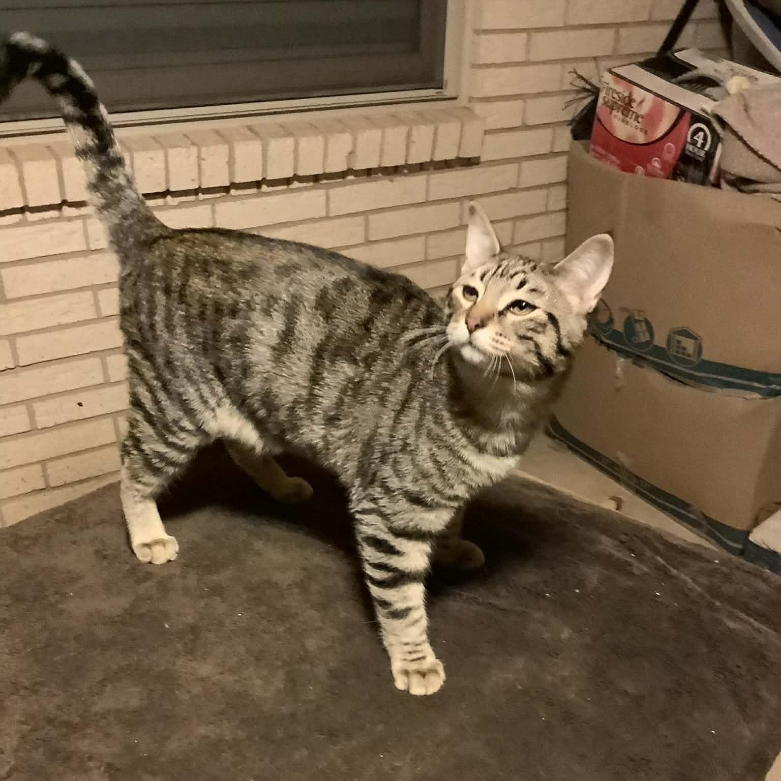 Enlarge BANDIT , an adopted mixed breed in Fletcher, OK image 2/6