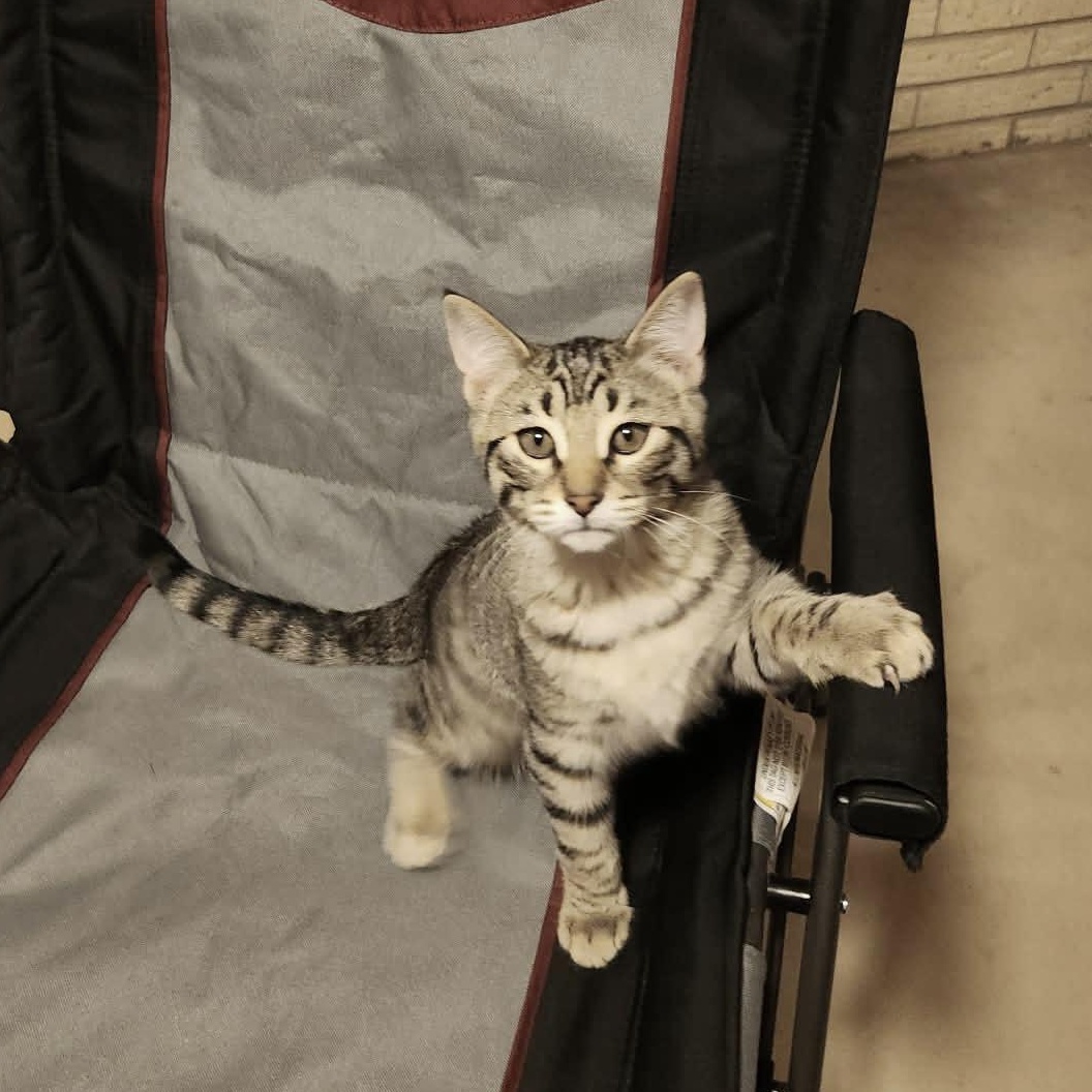 Enlarge BANDIT , an adopted mixed breed in Fletcher, OK image 4/6