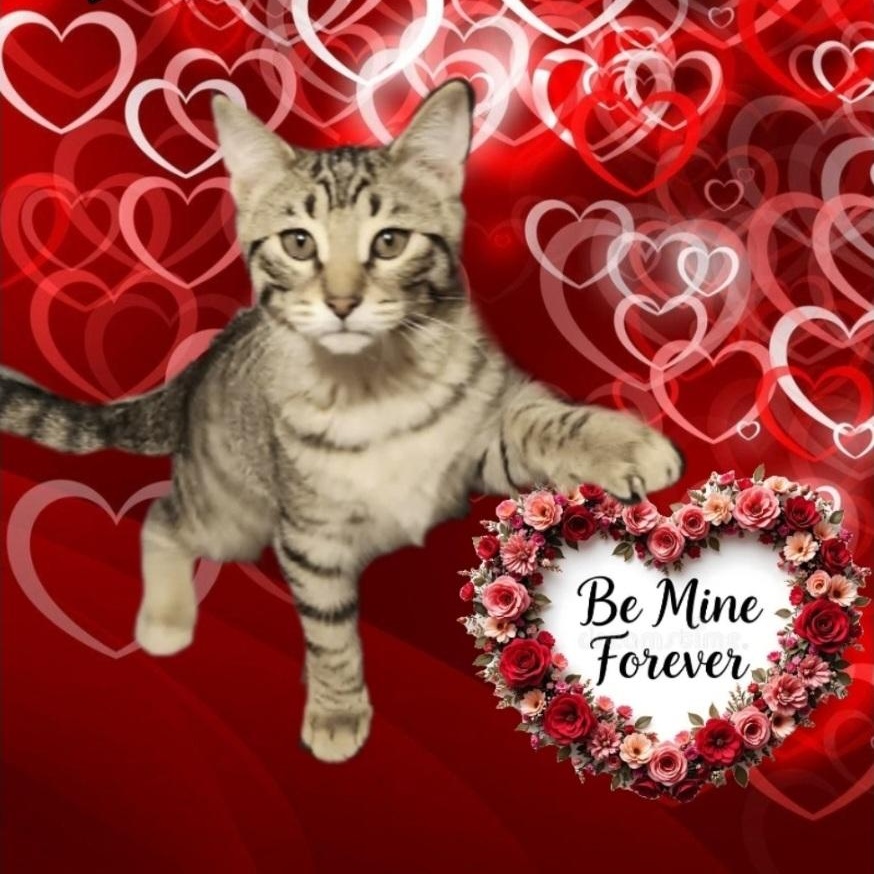 Enlarge BANDIT , an adopted mixed breed in Fletcher, OK image 1/6