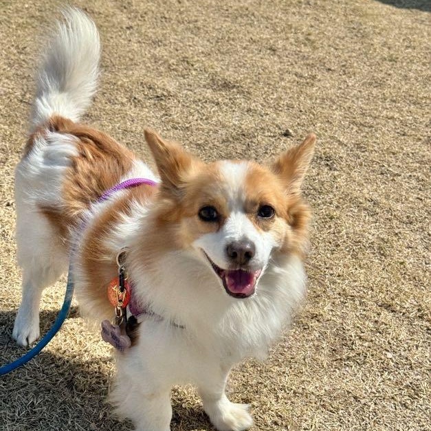 Ravi, a Adoptable mixed breed in West Hartford , CT image 2/6