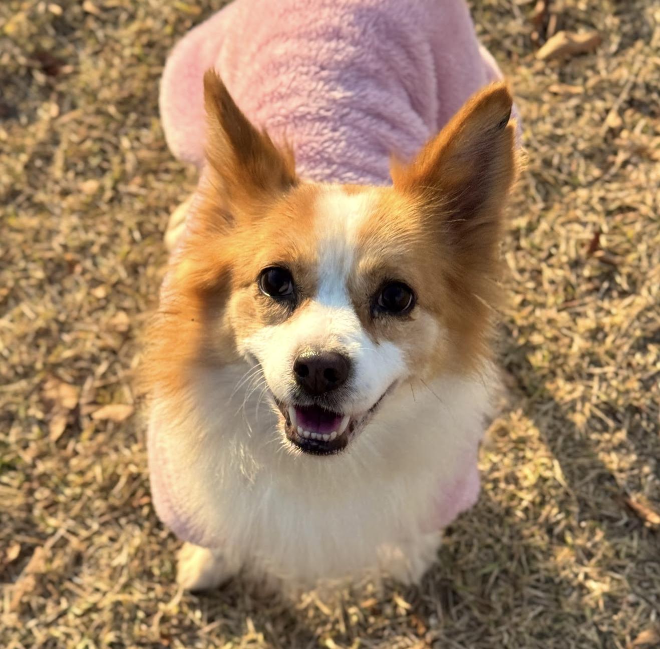 Ravi, a Adoptable mixed breed in West Hartford , CT image 4/6
