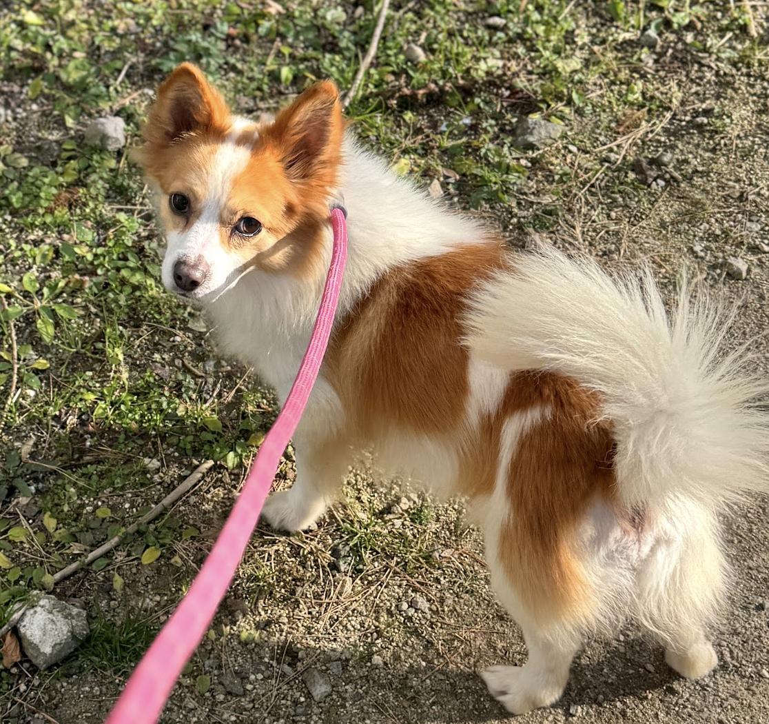 Ravi, a Adoptable mixed breed in West Hartford , CT image 5/6