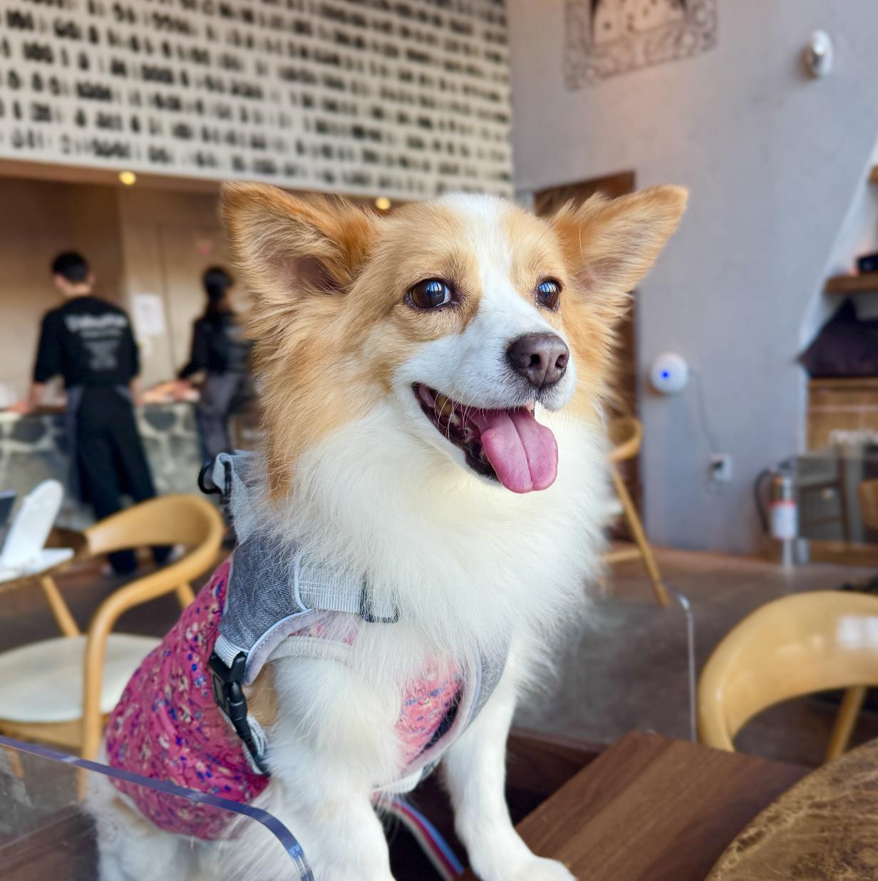 Ravi, Adoptable, Young Male Corgi & Papillon.