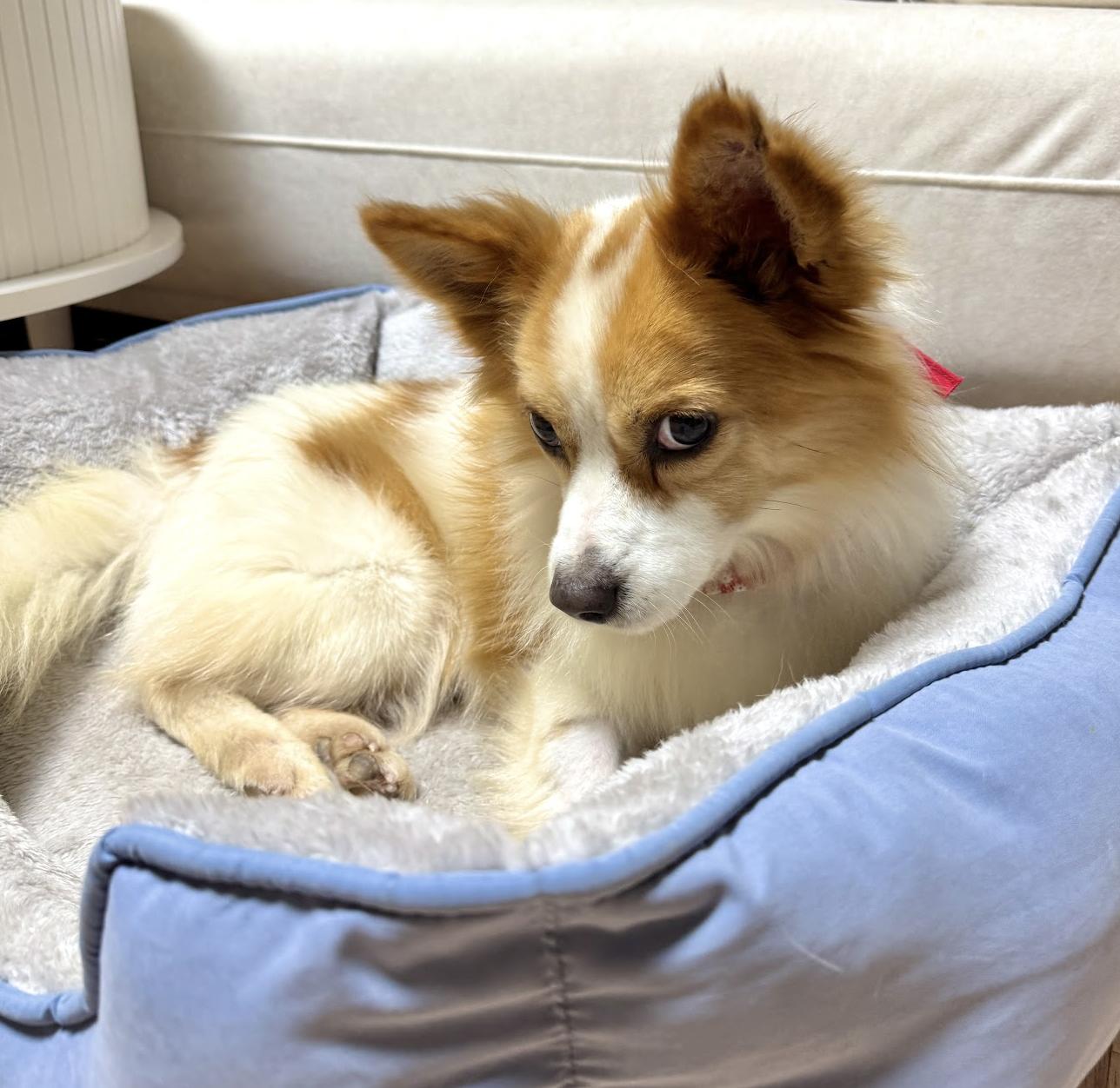 Ravi, a Adoptable mixed breed in West Hartford , CT image 6/6