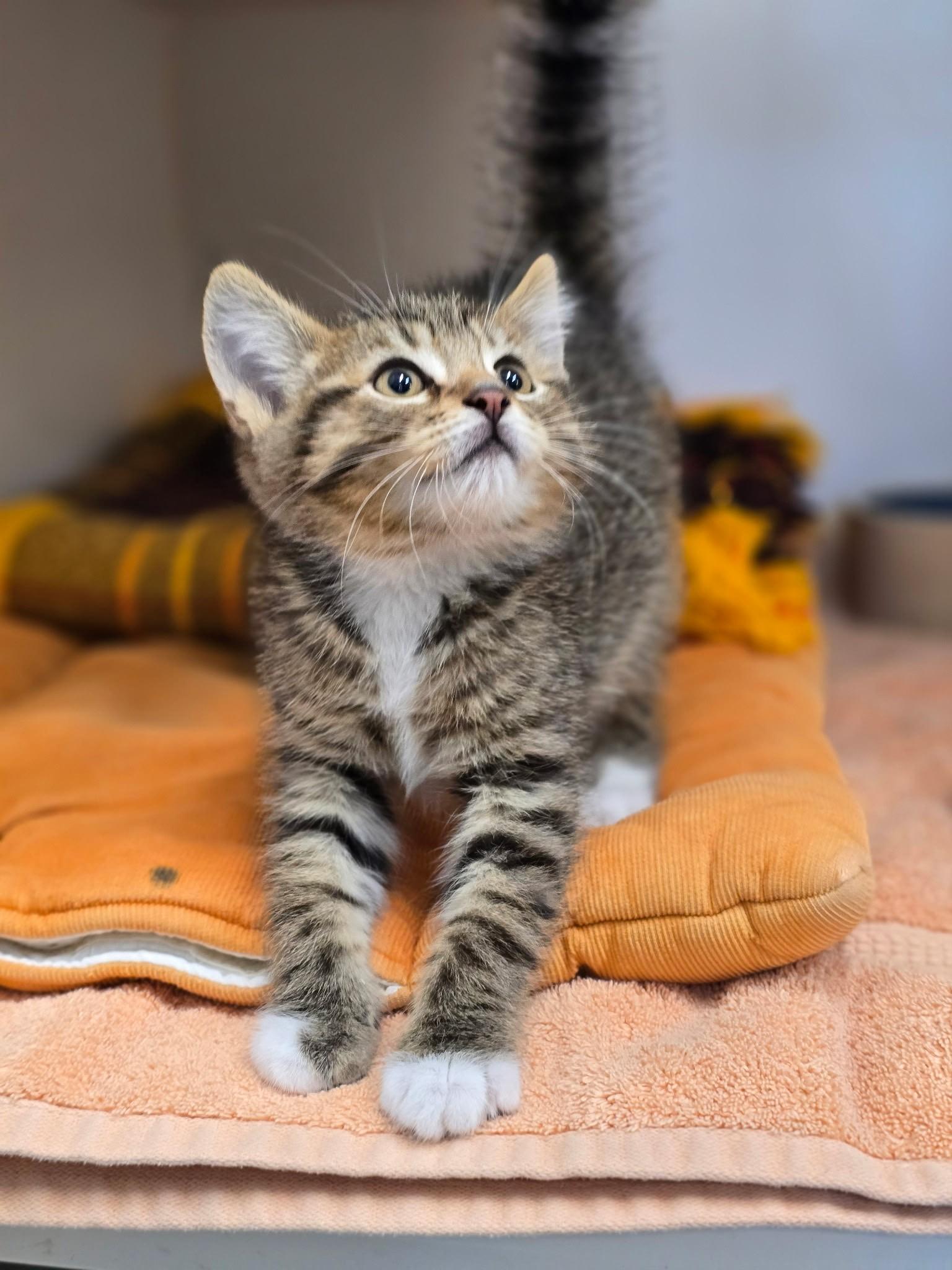 Smokey, an adopted Domestic Medium Hair in Grants Pass, OR image 3/3