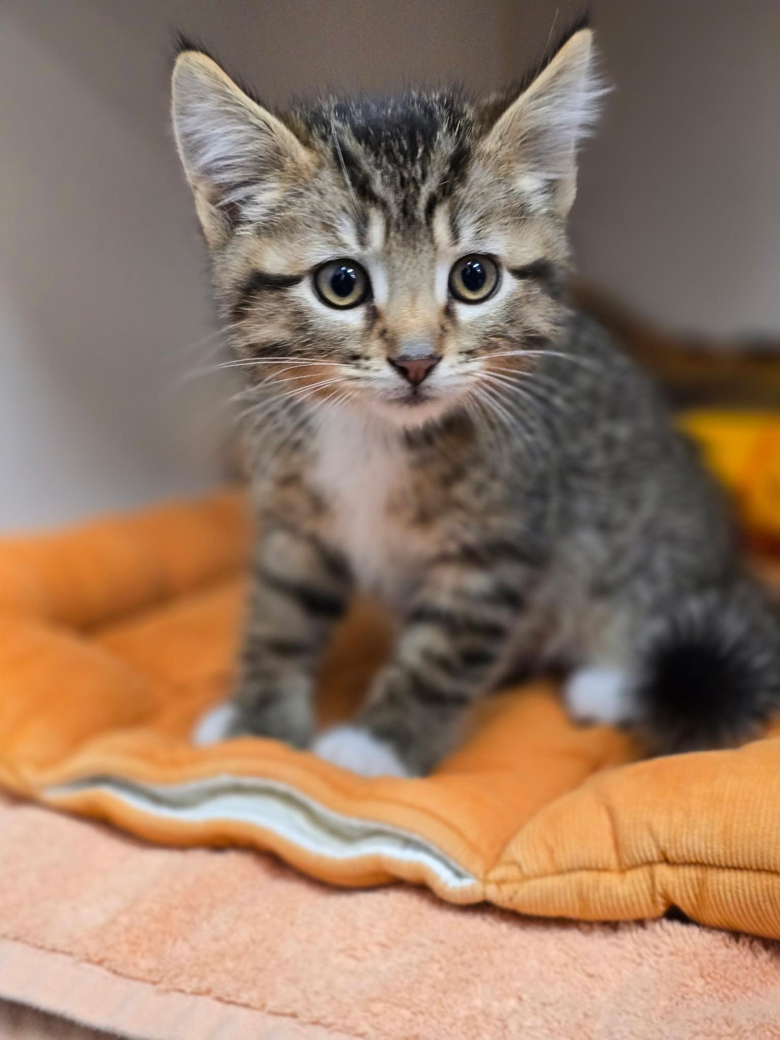 Smokey, an adopted Domestic Medium Hair in Grants Pass, OR image 1/3