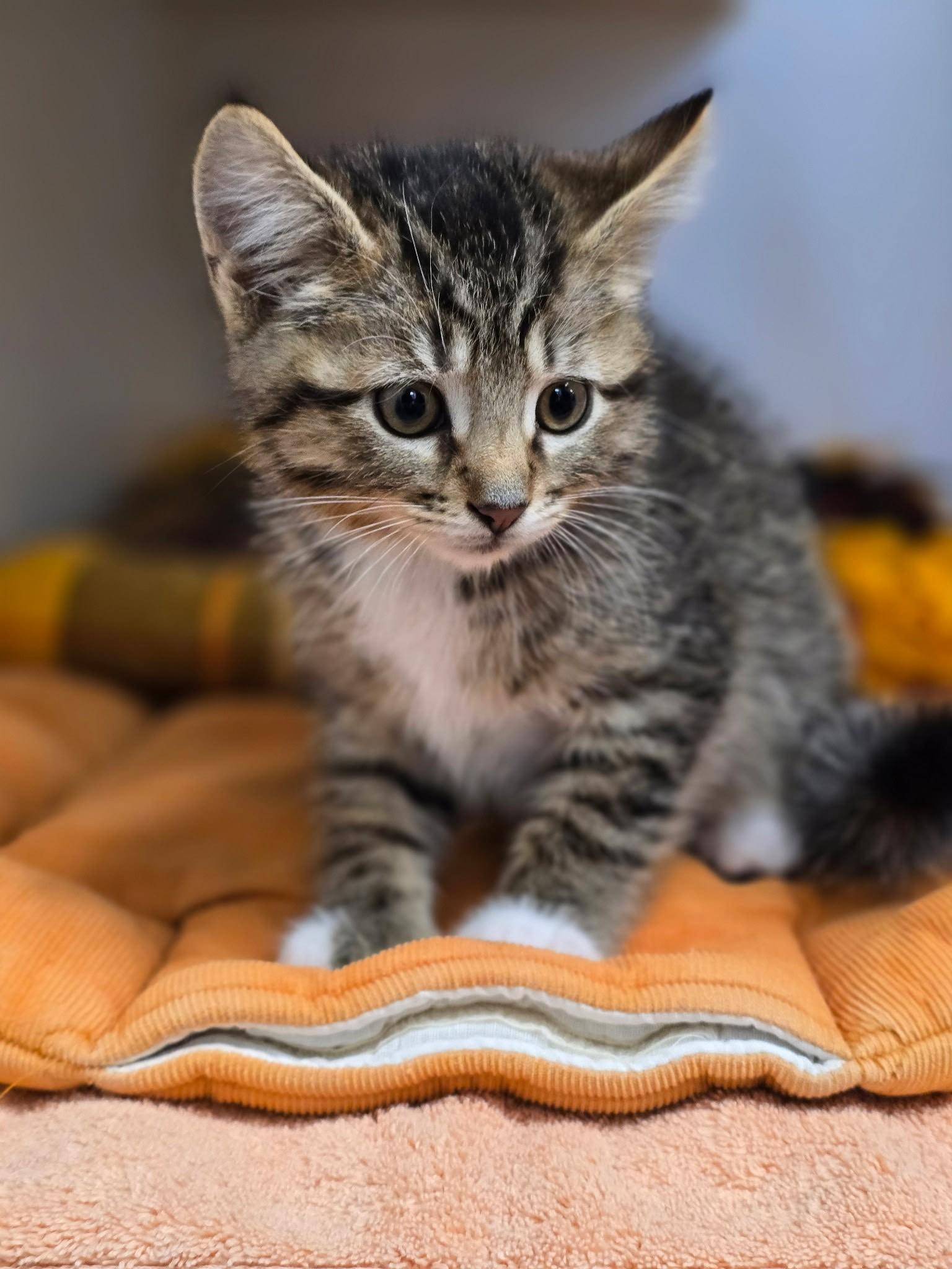 Smokey, an adopted Domestic Medium Hair in Grants Pass, OR image 2/3