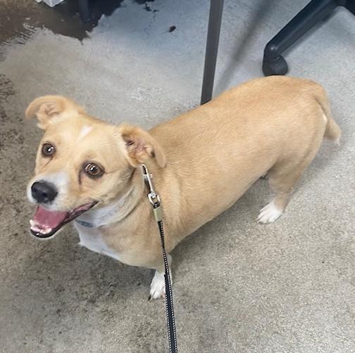 Hurley, an adopted mixed breed in Albany, NY image 2/2
