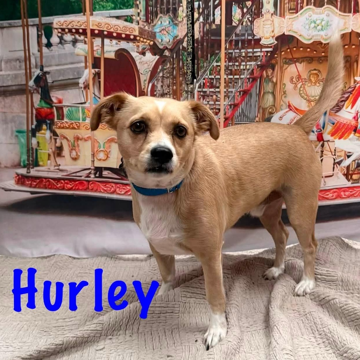 Hurley, an adopted mixed breed in Albany, NY image 1/2