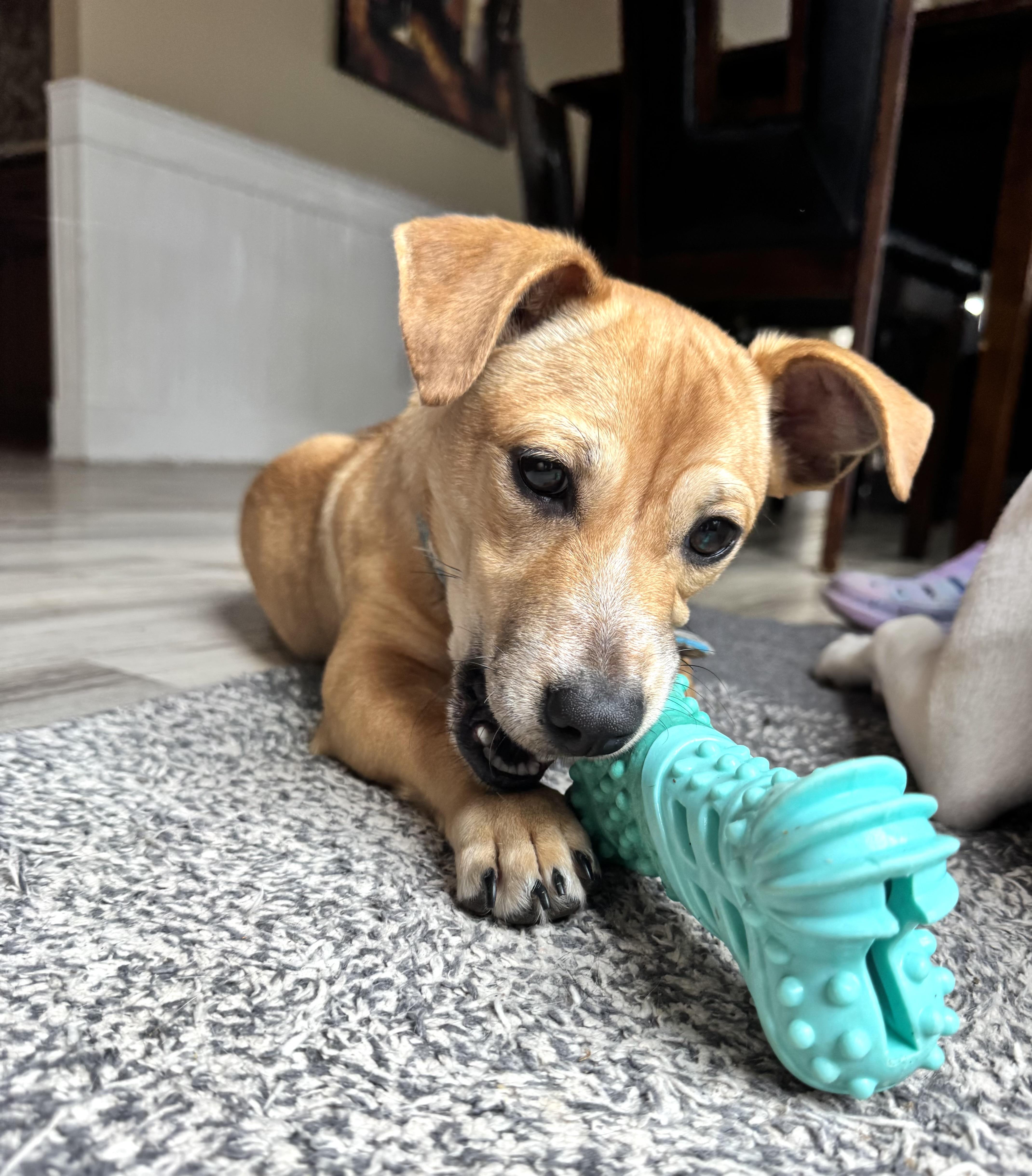 Enlarge Nala, an adopted mixed breed in Gainesville, VA image 1/6