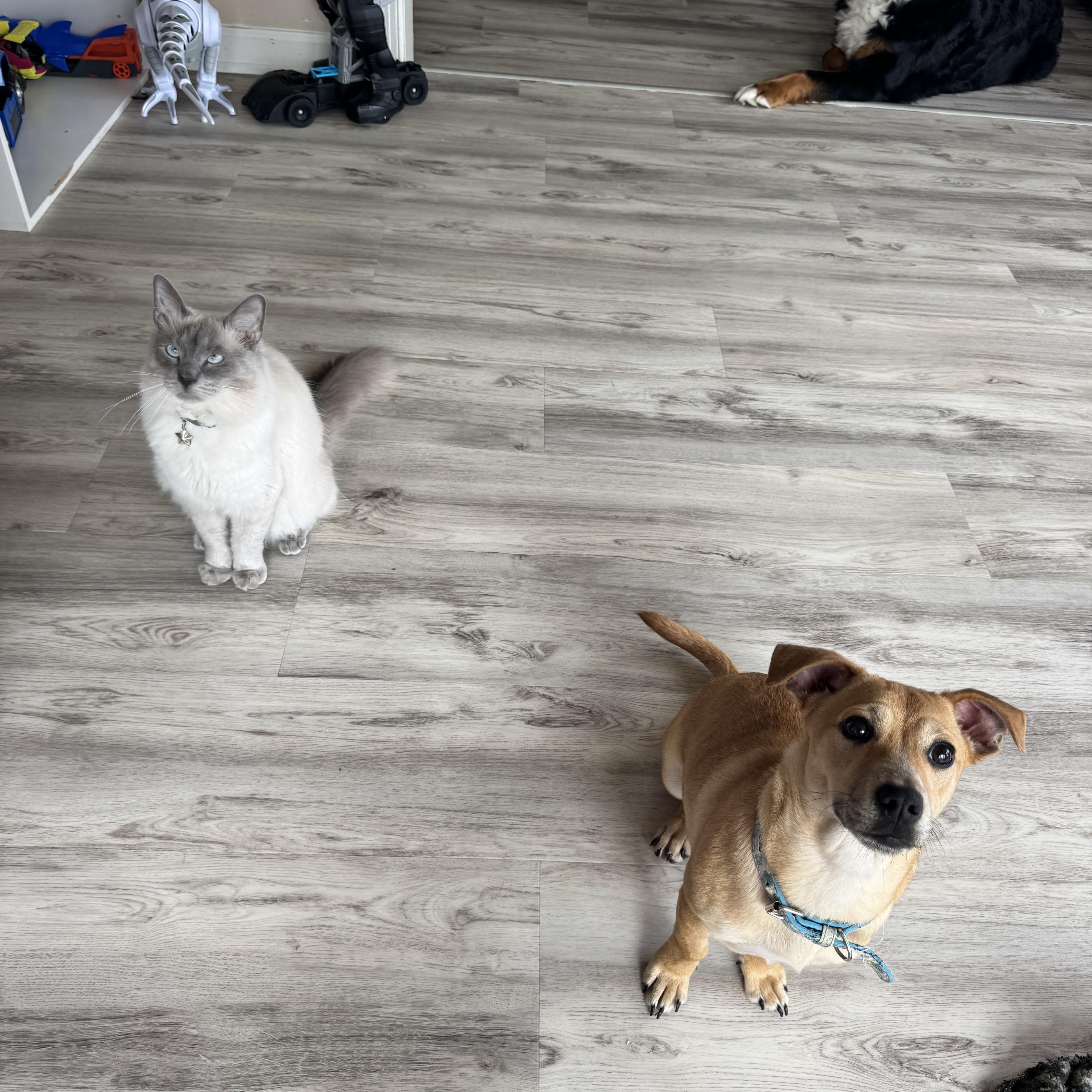 Enlarge Nala, an adopted mixed breed in Gainesville, VA image 3/6