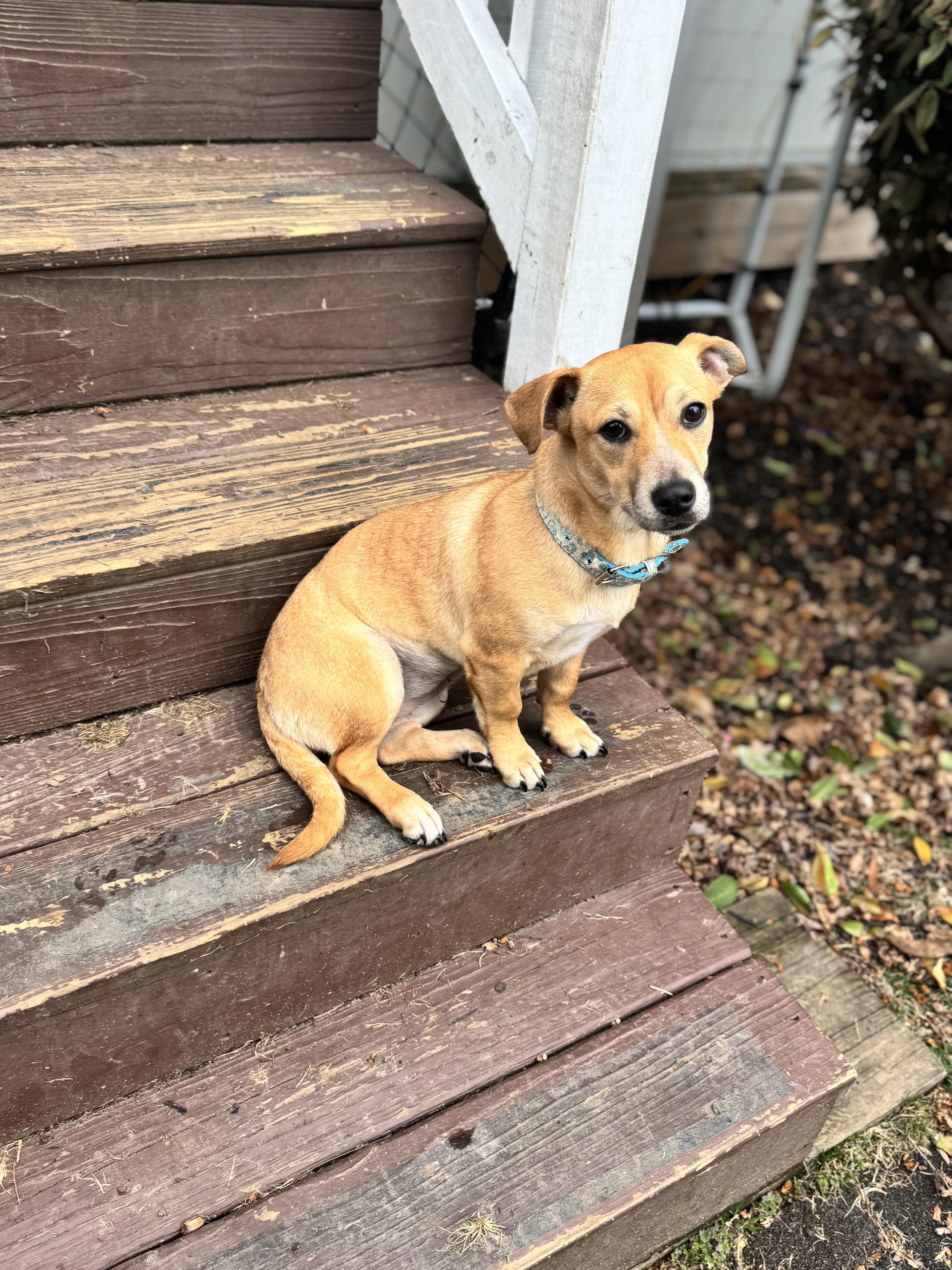 Enlarge Nala, an adopted mixed breed in Gainesville, VA image 2/6
